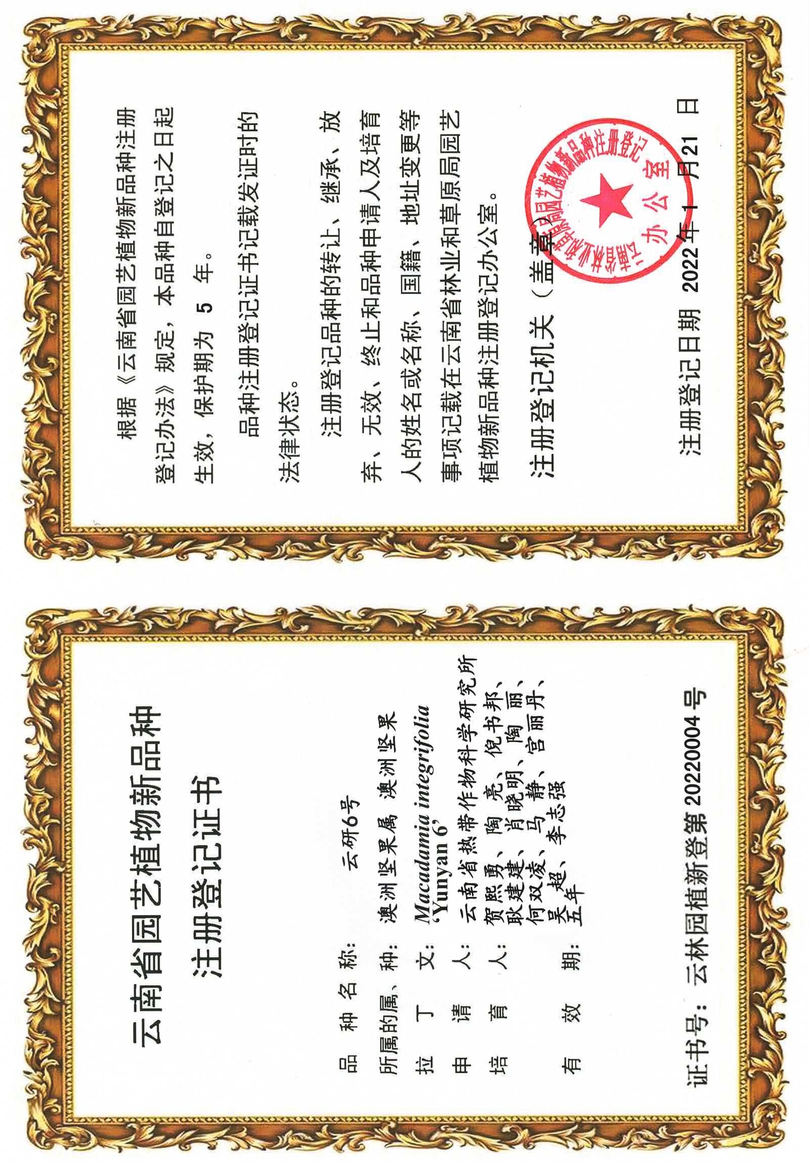 1761092868339007841.jpg 植物新品种云研6号注册登记证书.jpg