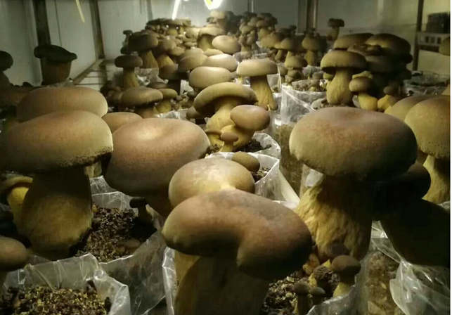 暗褐网柄牛肝菌