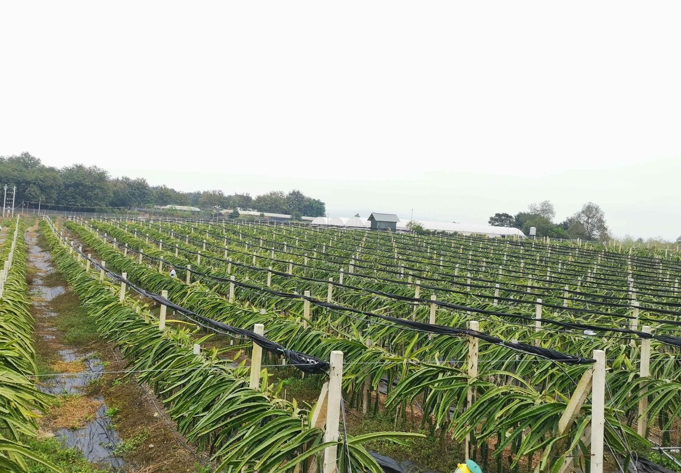 火龙果高效栽培示范基地