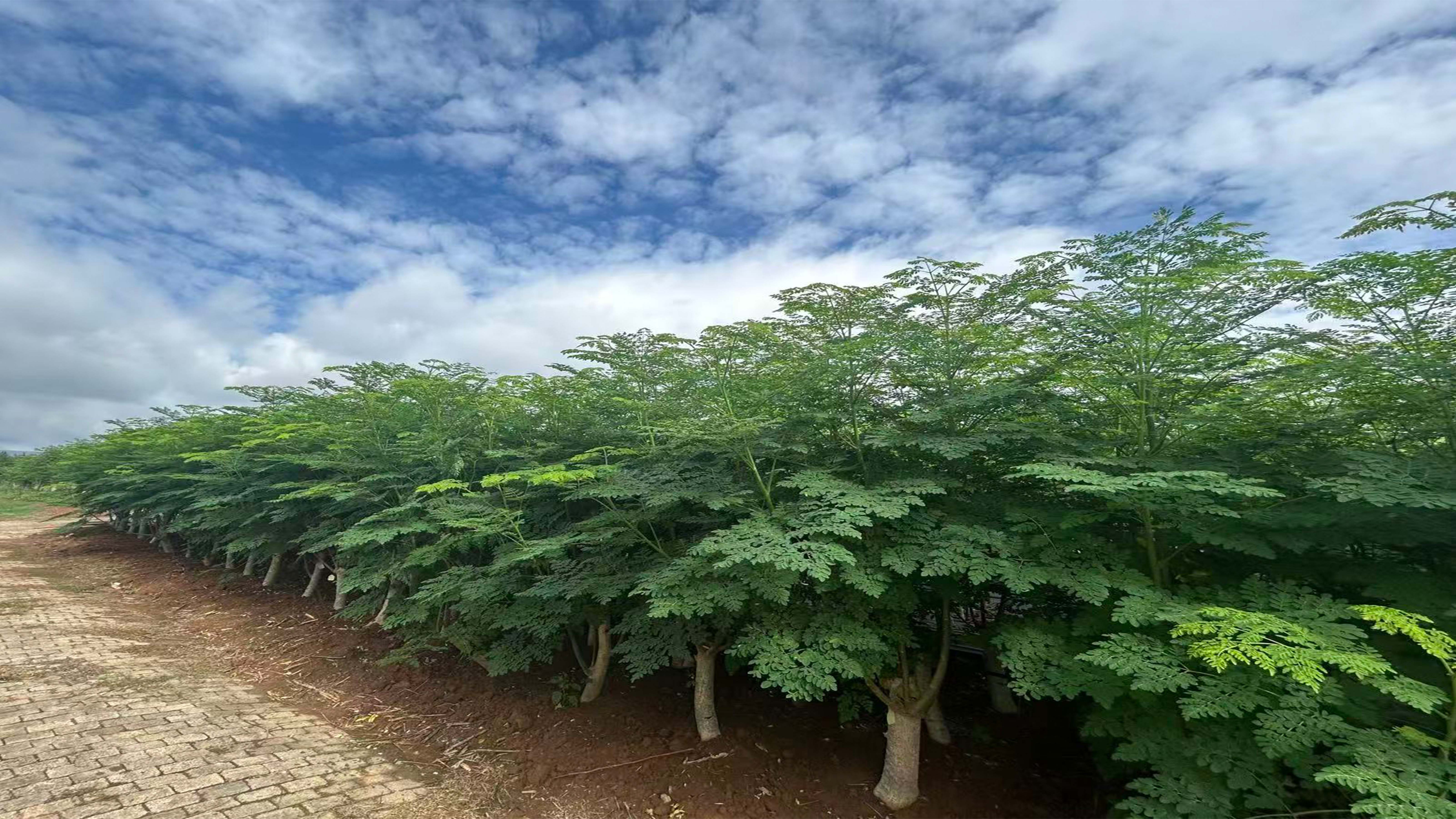 辣木栽培模式