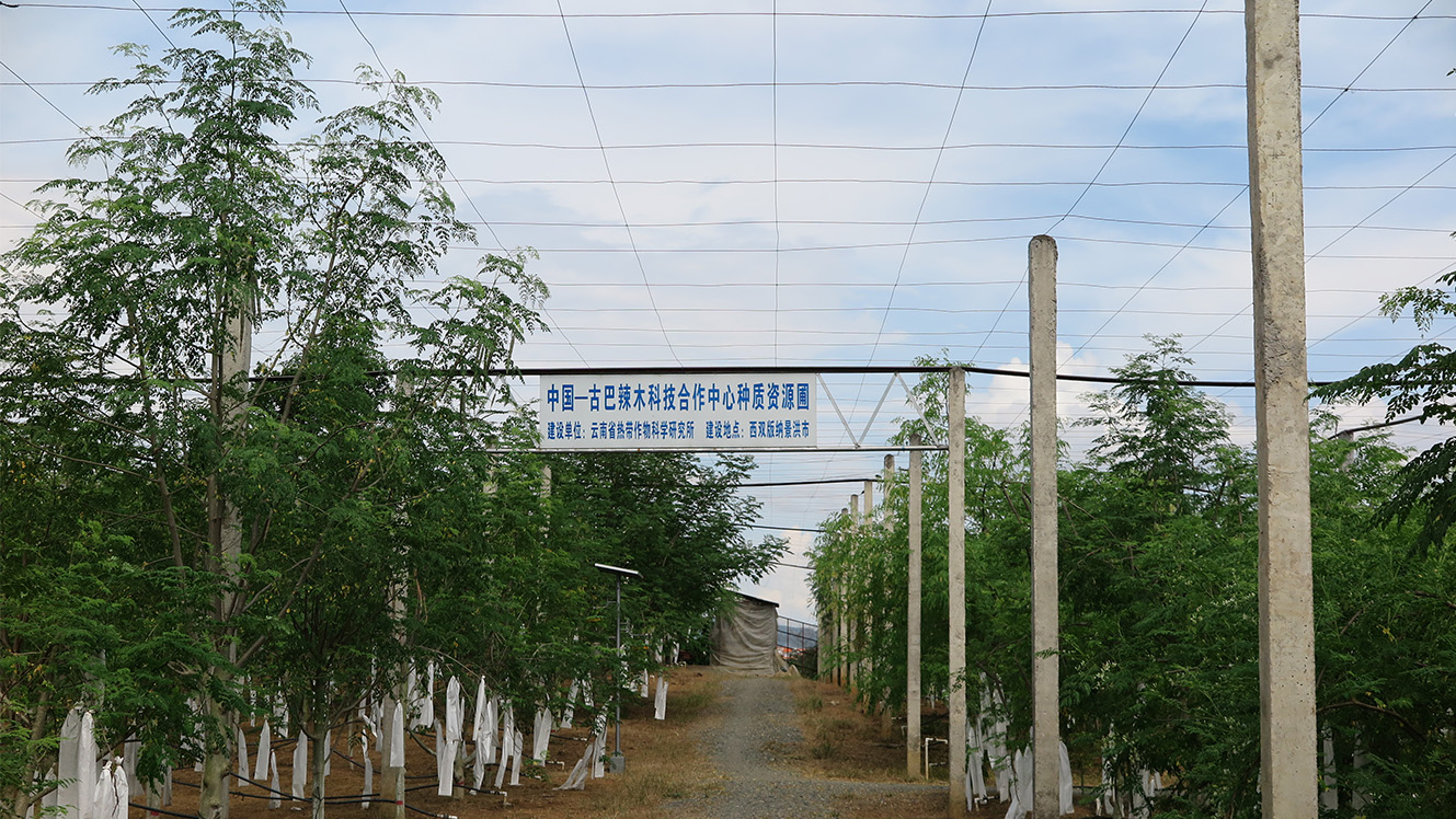 中古辣木科技合作中心种质资源圃