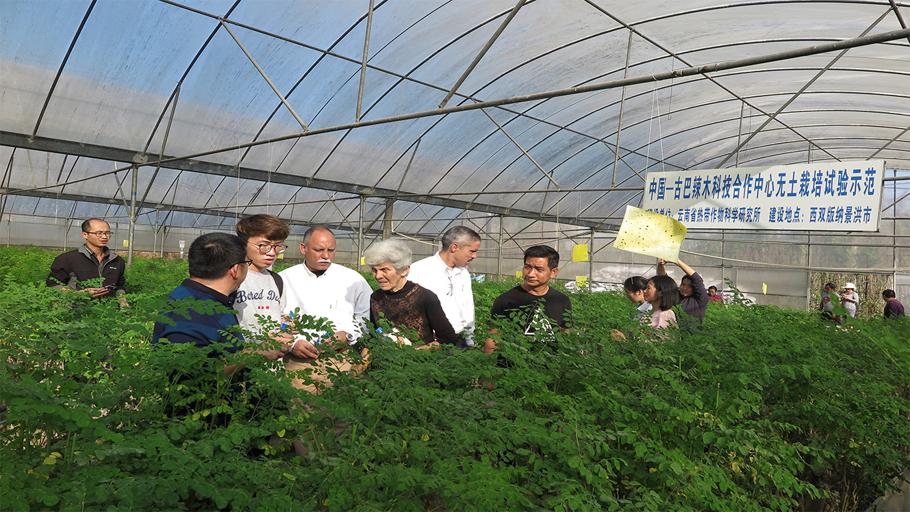 大棚辣木栽培基地