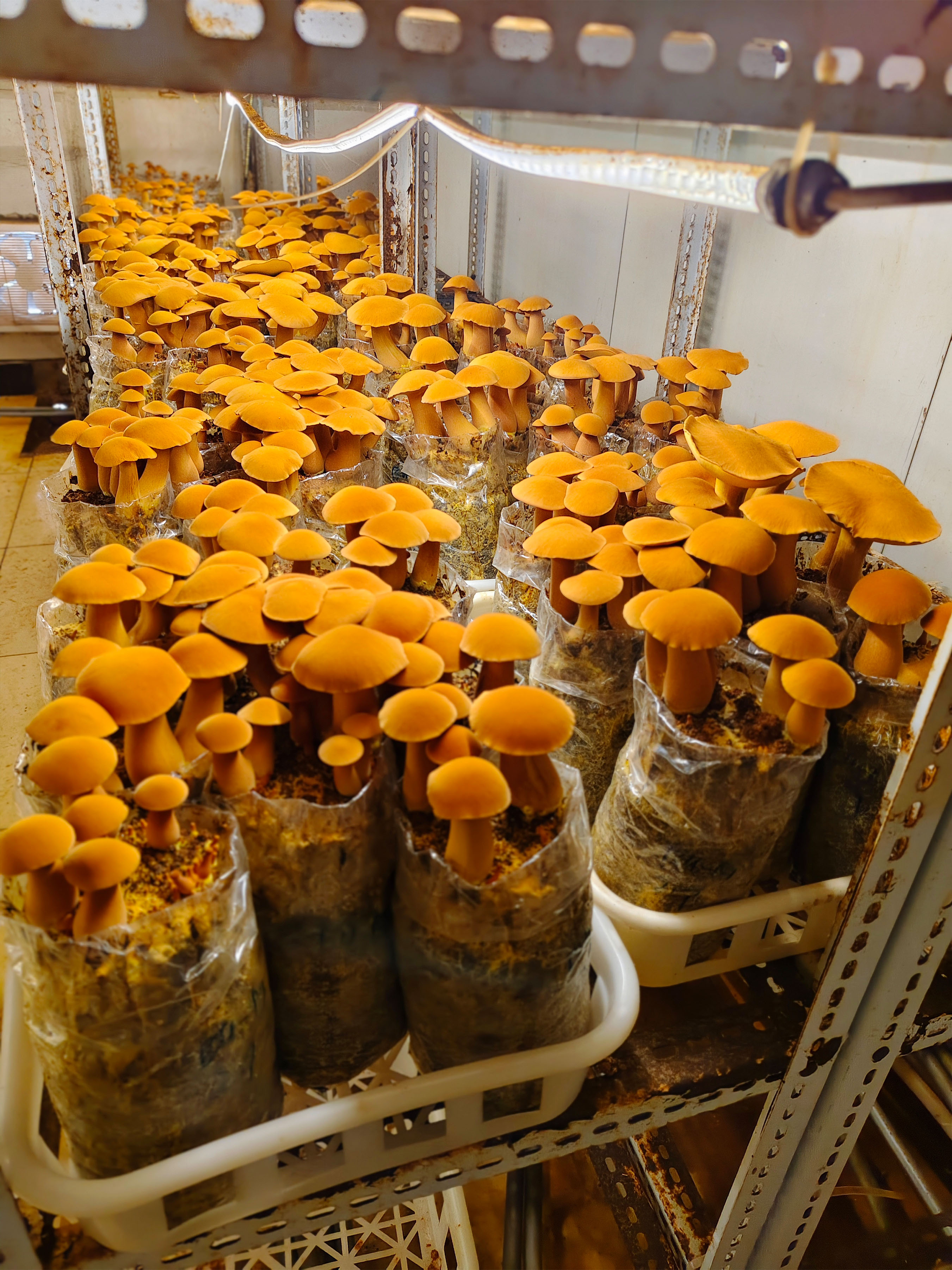 中华腐生牛肝菌