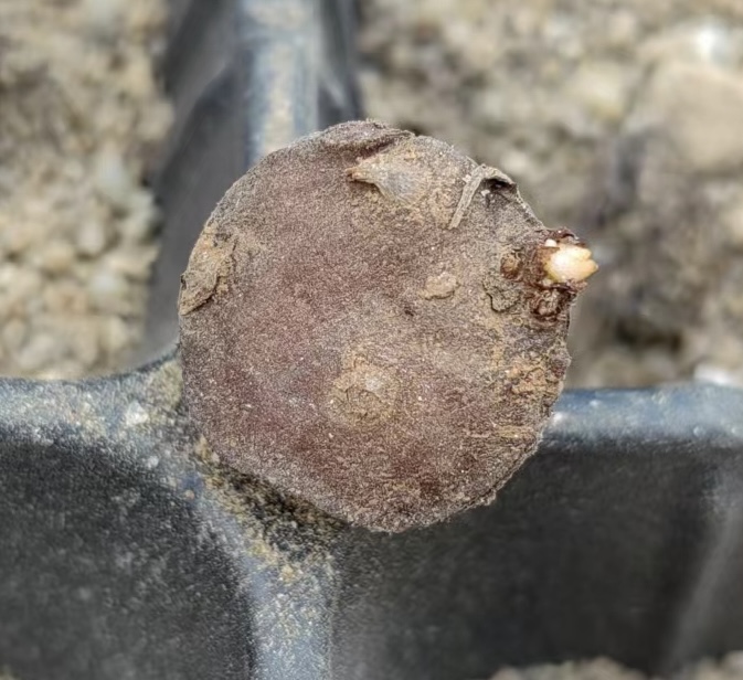 繁殖体萌芽