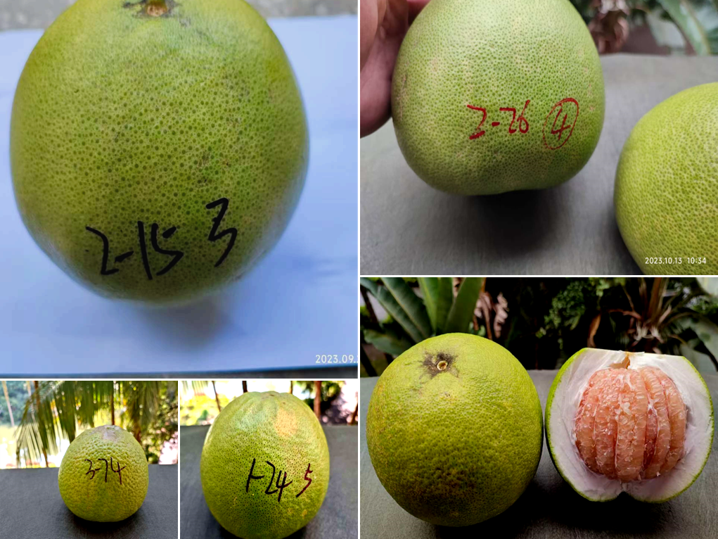 新品种杂交柚