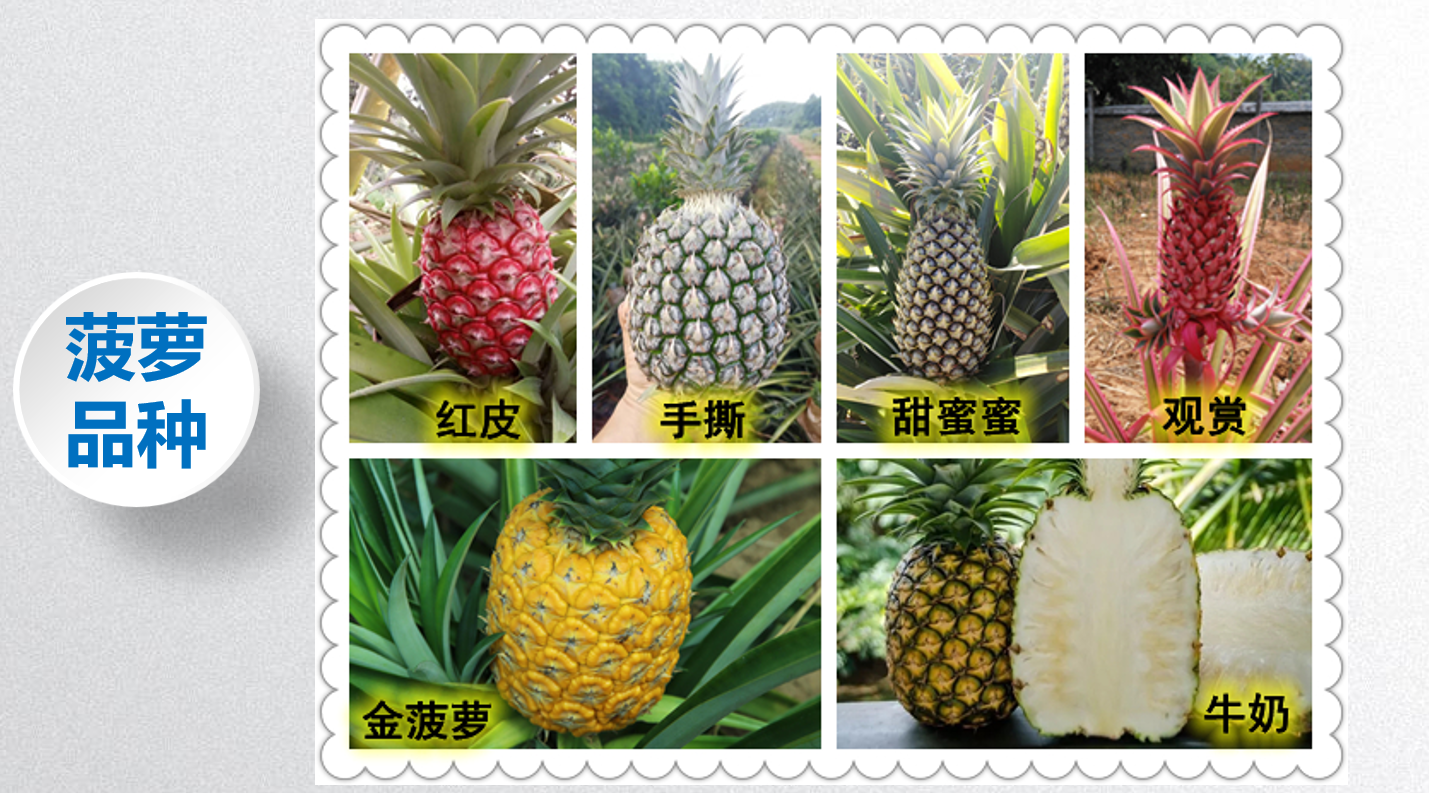菠萝品种