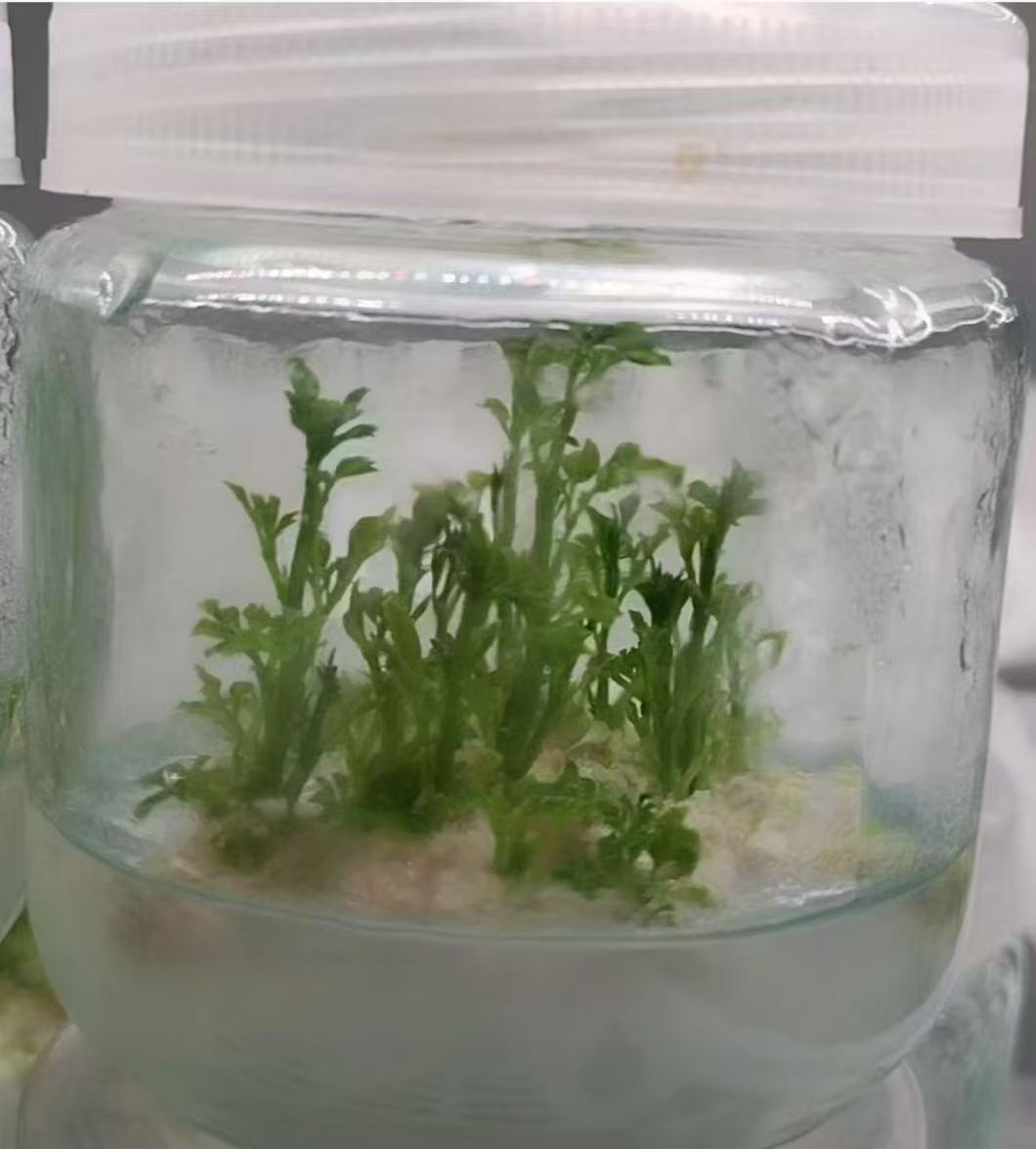 增殖培养